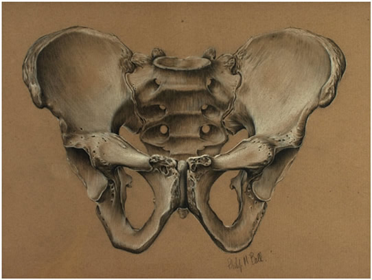 Pelvis 