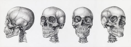 Skulls